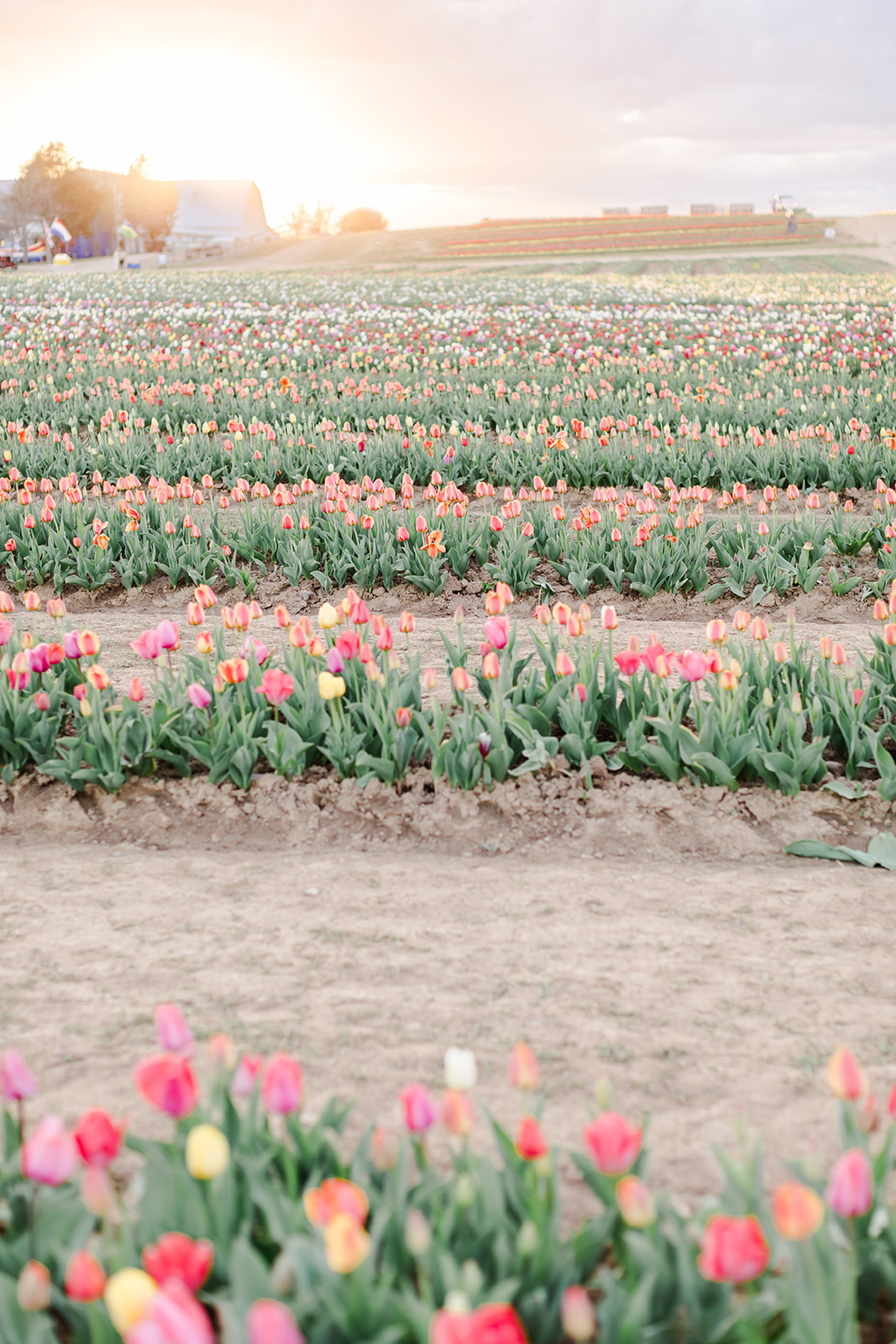 A field of tulips at sunset
