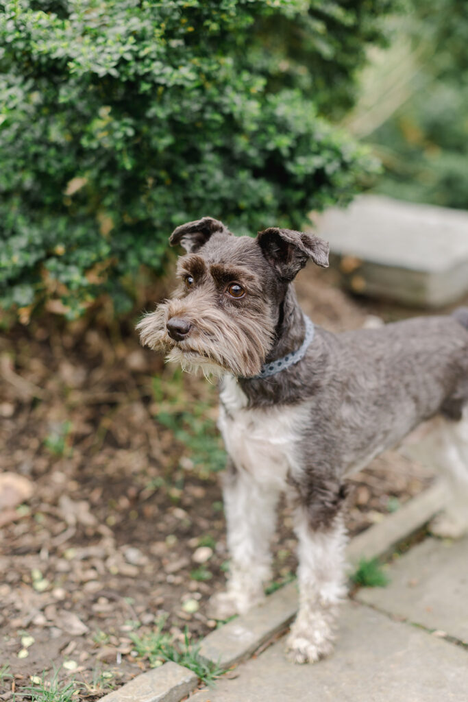photograph of a dog in a garden